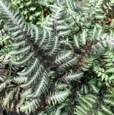 Athyrium niponicum Pewter Lace, Regnbågsbräken, C3