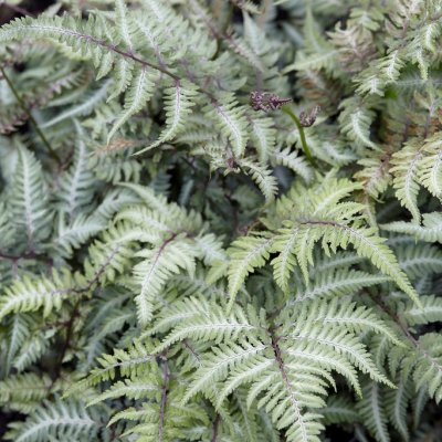 Athyrium niponicum Silver Falls, Regnbågsbräken, P9cm