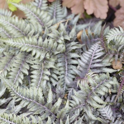 Athyrium niponicum Ursulas Red, Regnbågsbräken