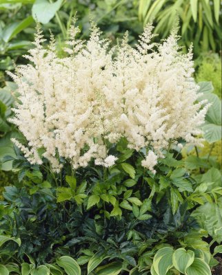 Astilbe Vit 1st