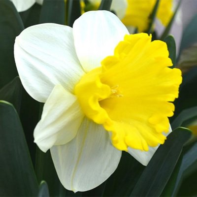 Narcissus inco. Attraction