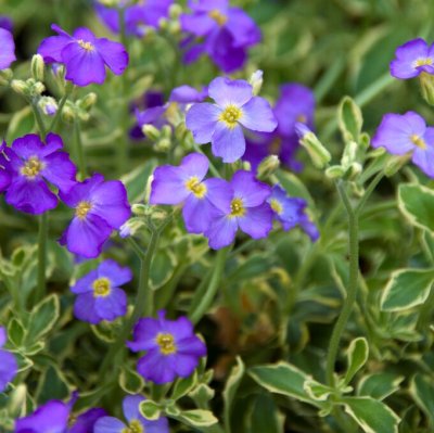Aubrieta x cultorum Dr Mules Variegated, Aubrietia, P9cm