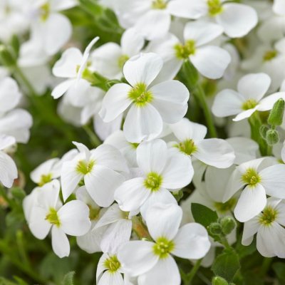 Aubrieta x cultorum Regado White, Aubrietia, C11cm