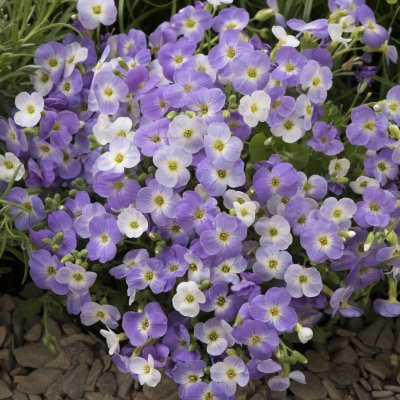 Aubrieta x cultorum Florado Blue Blush Bicolour