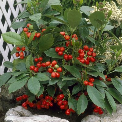 Aucuba japonica Rozannie