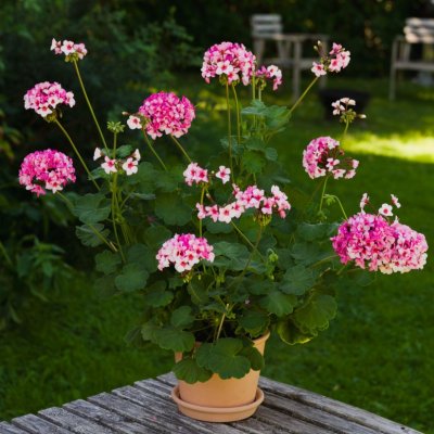 Pelargon Augusta, kruka