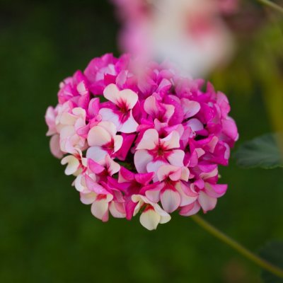 Pelargon Augusta, kruka