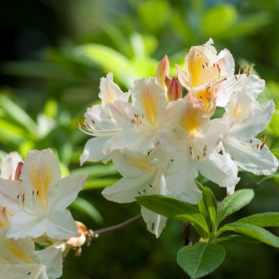 Rhododendron ghent Daviesii, Ghentazalea, 40-50 C5