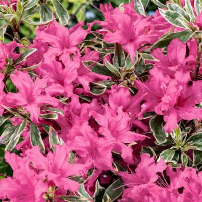 Rhododendron japonica Silver Queen, Japansk Azalea, 20-25 C2