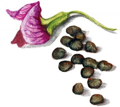 Ärt, Lantgrå-, Jämtländsk