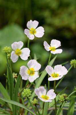 Baldellia ranunculoides, Flocksvalting, P9cm