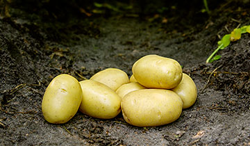 Sättpotatis Ballerina Ekologisk (Storlek: 1kg)