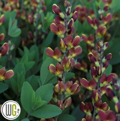 Baptisia hybr. Cherries Jubilee ®, Färgväppling, C5