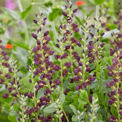 Baptisia hybr. Dutch Chocolate ®, Färgväppling, P9cm