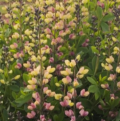 Baptisia hybr. Pink Lemonade ®, Färgväppling, P9cm