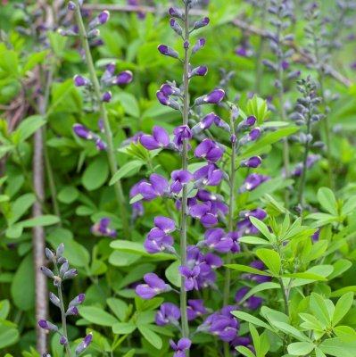 Baptisia hybr. Purple Smoke ®, Färgväppling, SQ1