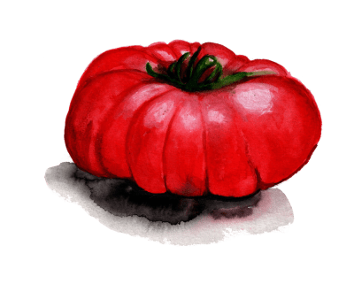 Bifftomat Arctic Rose