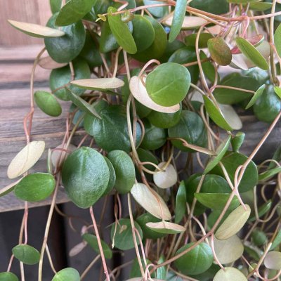 Peperomia hybr. Pepperspot