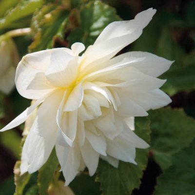 Begonia Belleconia ™ Snow, stickling 3-pack