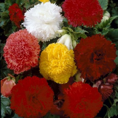 Begonia Fimbriata Mix 3st