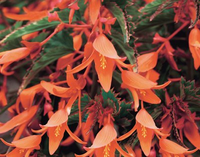 Begonia, Stickling, Bonfire ®