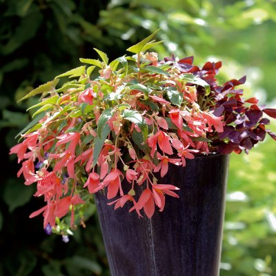 Begonia Summerwings ® Rose, stickling