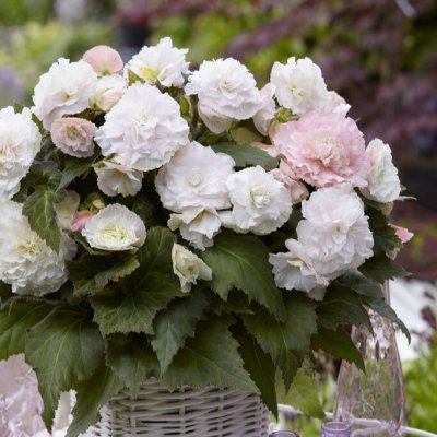 Begonia Wummi Apfelblüte 2st