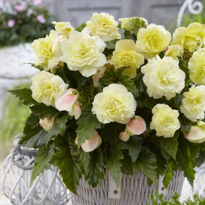 Begonia Wummi Creme 2st