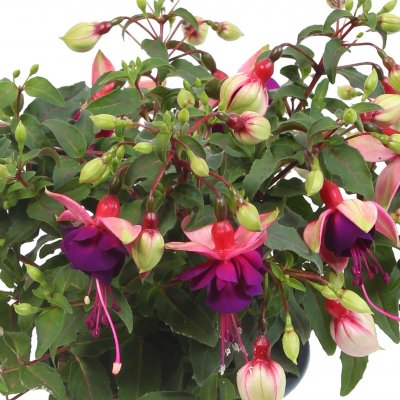 Hängfuchsia, Bella Georgia ® 2-pack