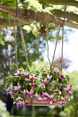 Hängfuchsia, Bella Nora ® 2-pack