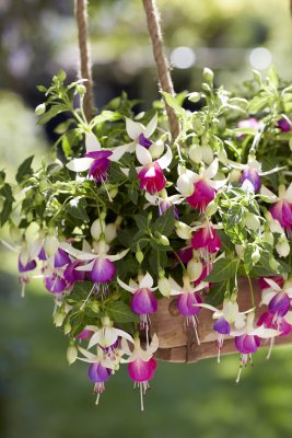 Hängfuchsia, Bella Nora ® 2-pack