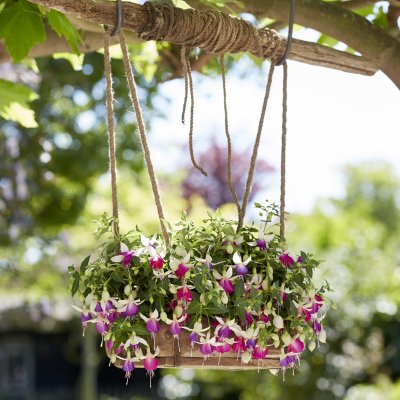 Hängfuchsia, Bella Nora ® 2-pack