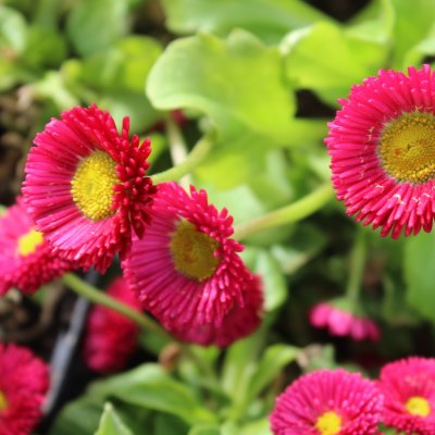 Bellis perennis Röd, Tusensköna, P9cm
