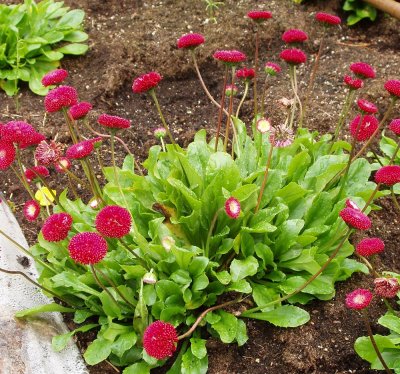 Bellis perennis Röd, Tusensköna, P9cm