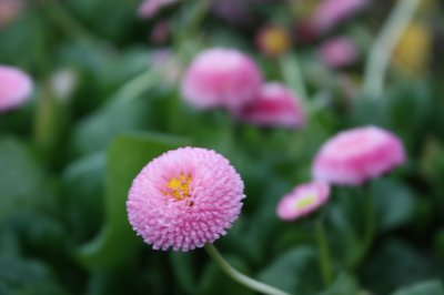 Bellis perennis Rosa, Tusensköna, P9cm