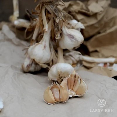Allium sativum Benátčan