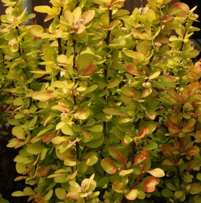 Berberis thunbergii Maria, Berberis