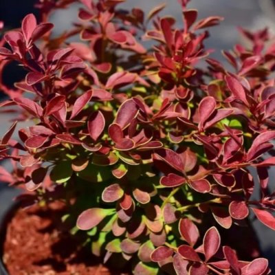 Berberis thunbergii Coral
