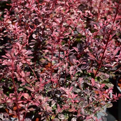 Berberis thunbergii Pink Bird ®