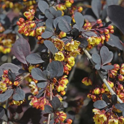 Berberis x ottawensis Silver Miles