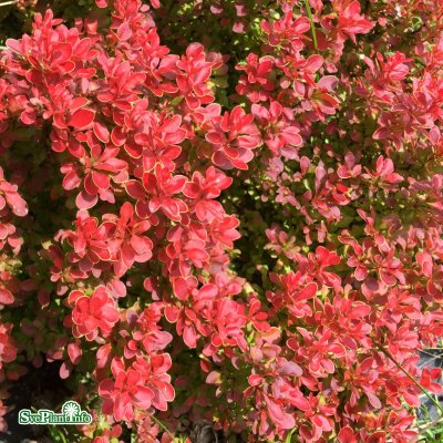 Berberis thunbergii Admiration, Häckberberis, C2