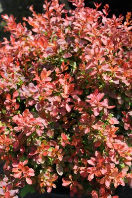 Berberis thunbergii Admiration, Häckberberis, C2