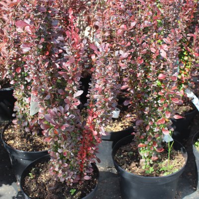 Berberis thunbergii Helmond Pillar, Pelarberberis, 40-50 C5