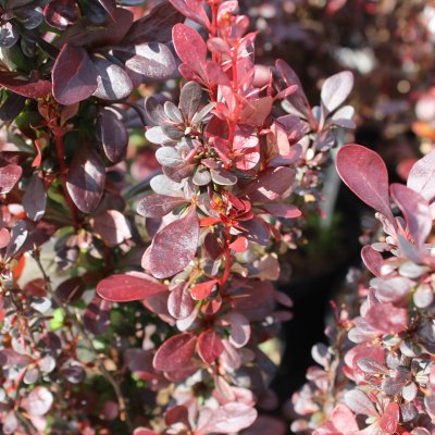 Berberis thunbergii Helmond Pillar, Pelarberberis, 40-50 C5
