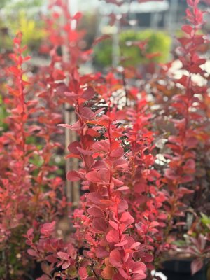 Berberis thunbergii Orange Rocket ®