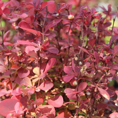 Berberis thunbergii Orange Rocket ®, Häckberberis, C2