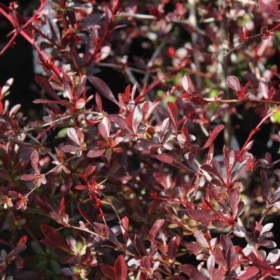 Berberis thunbergii Red Chief, Berberis
