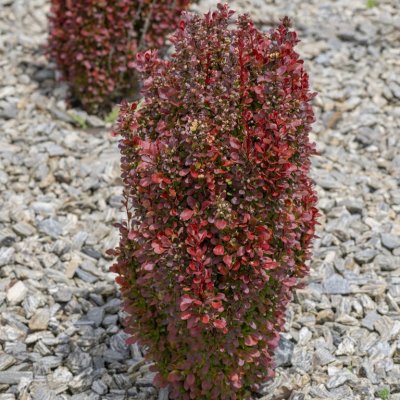 Berberis thunbergii Red Tower ®