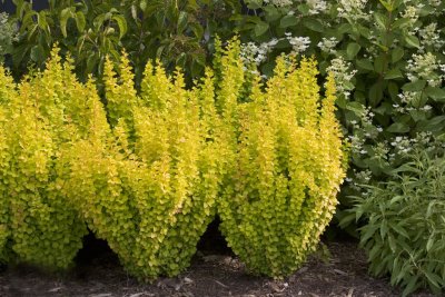Berberis thunbergii Yellow Tower ®