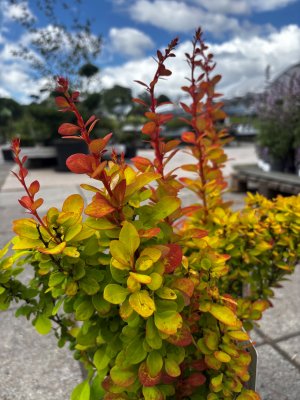 Berberis thunbergii Yellow Tower ®2